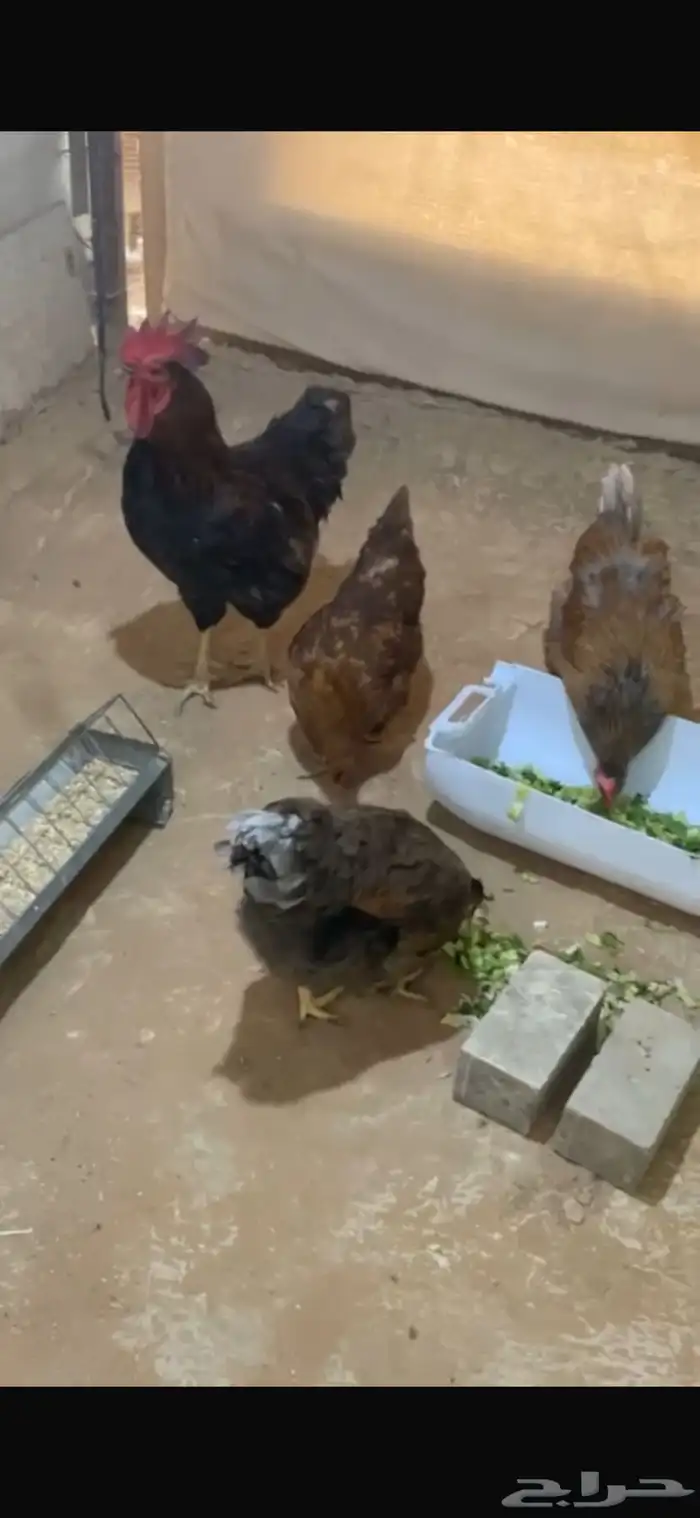 ديوك للبيع لوهمان ايزابراون 2