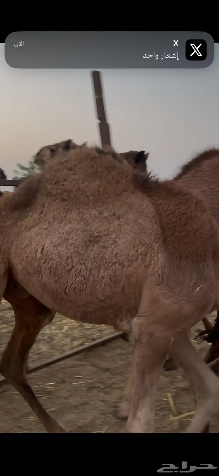 العدد 7 والبيع سمح 4