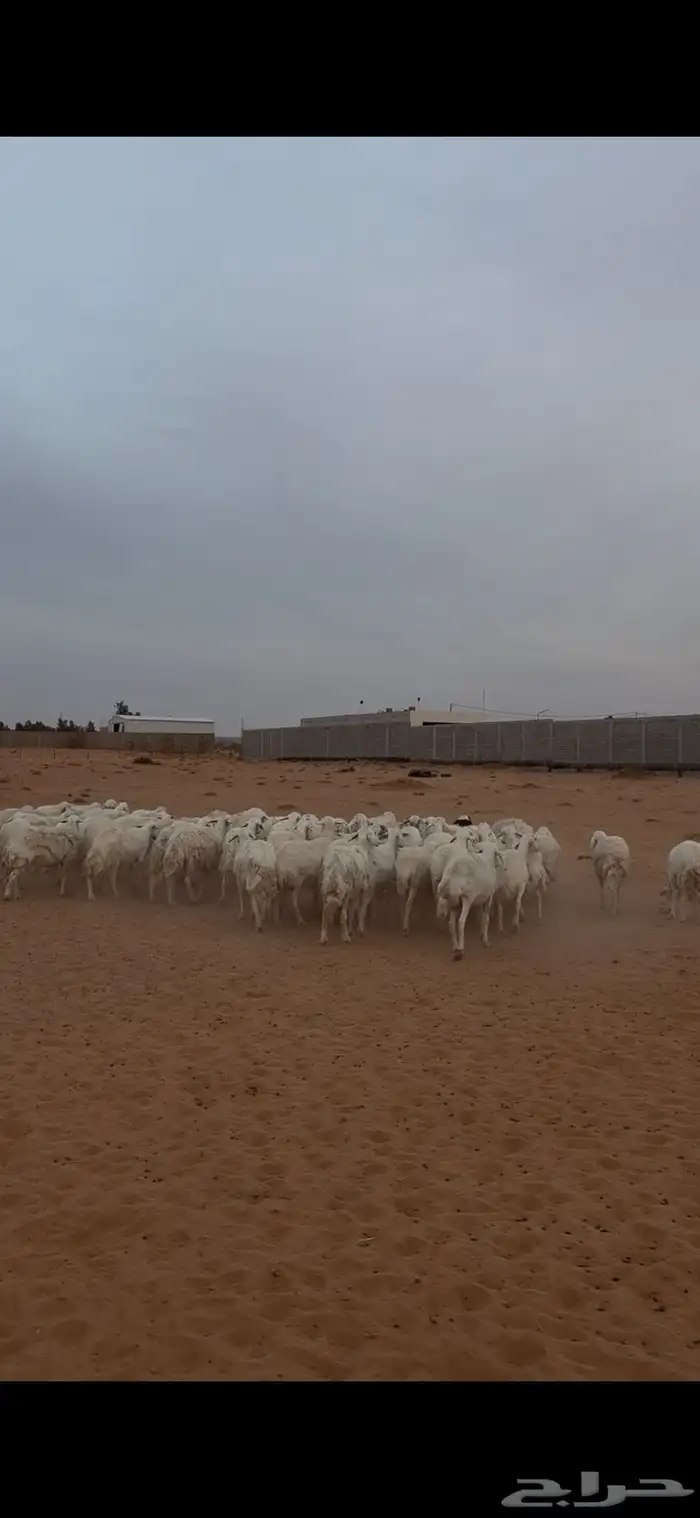 حريات للبيع 8