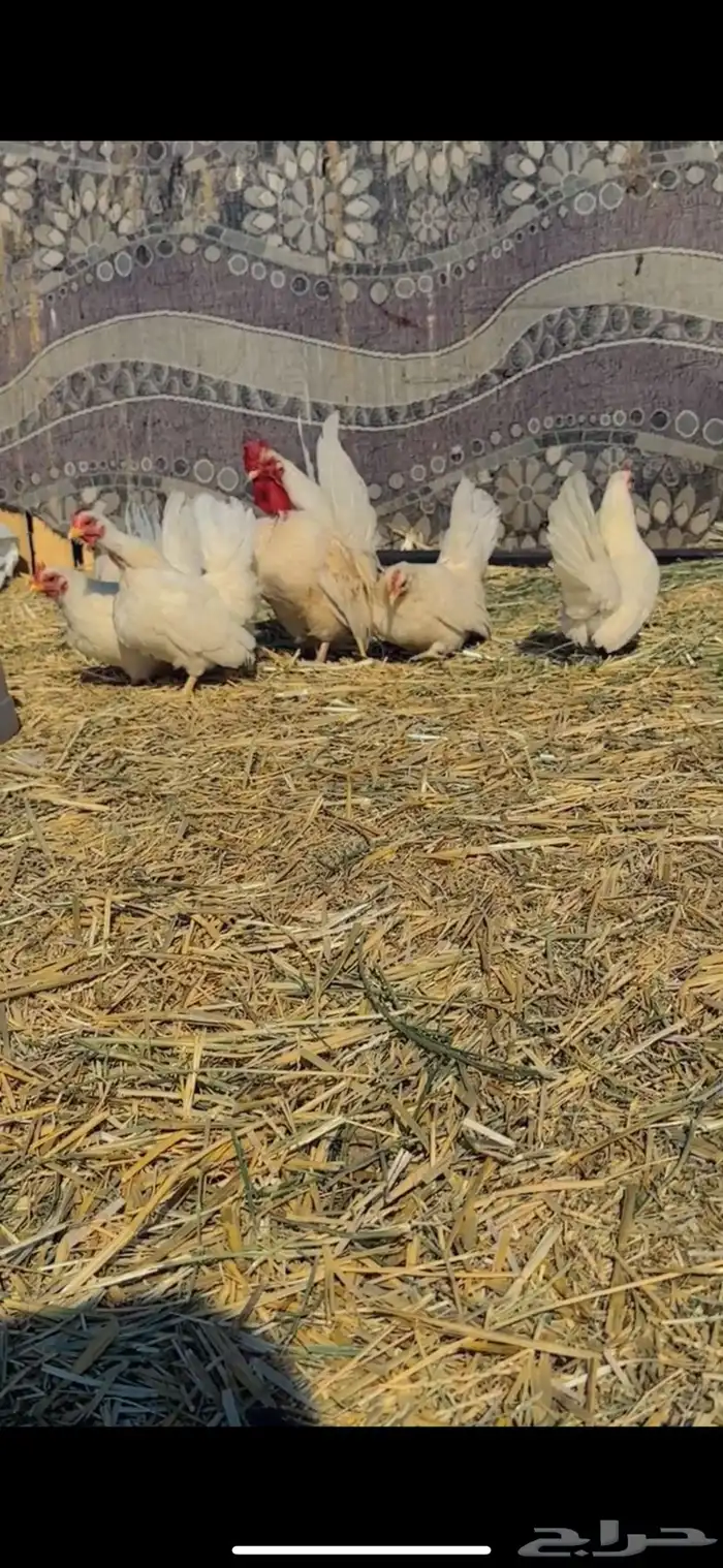 دجاج قازمي طقم مع 3 لنثي من عيال زوج 0