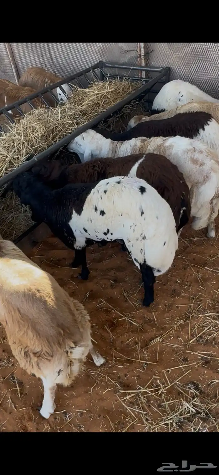 رفيدي مرابي 1