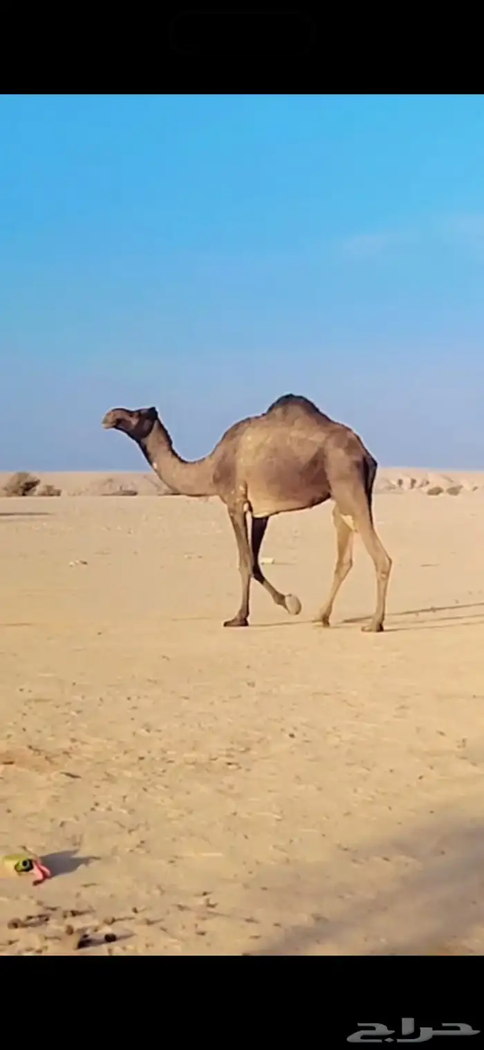 ضرايب للبيع العدد2 امات ثالث تو مبيوع حشوانها 3