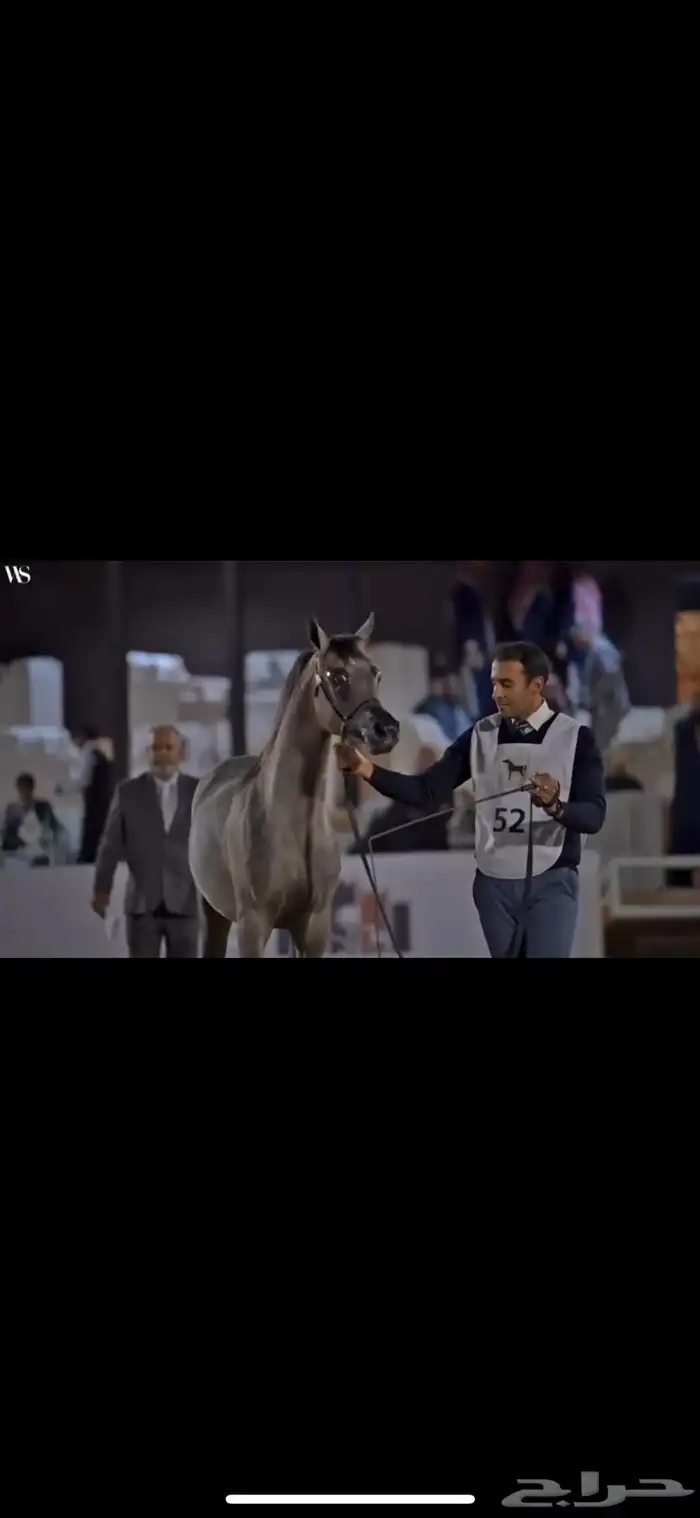 فرس منتجة ابطال 1