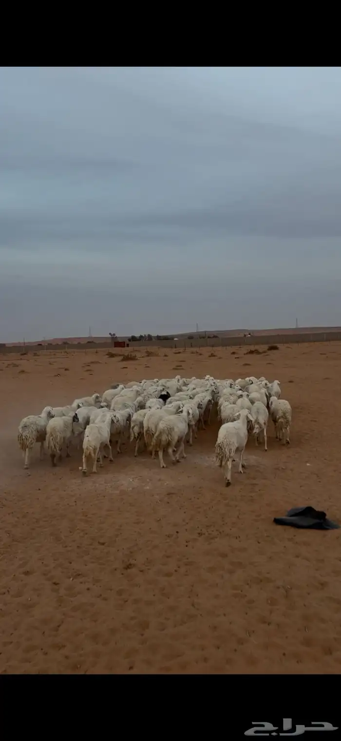 حريات للبيع 4