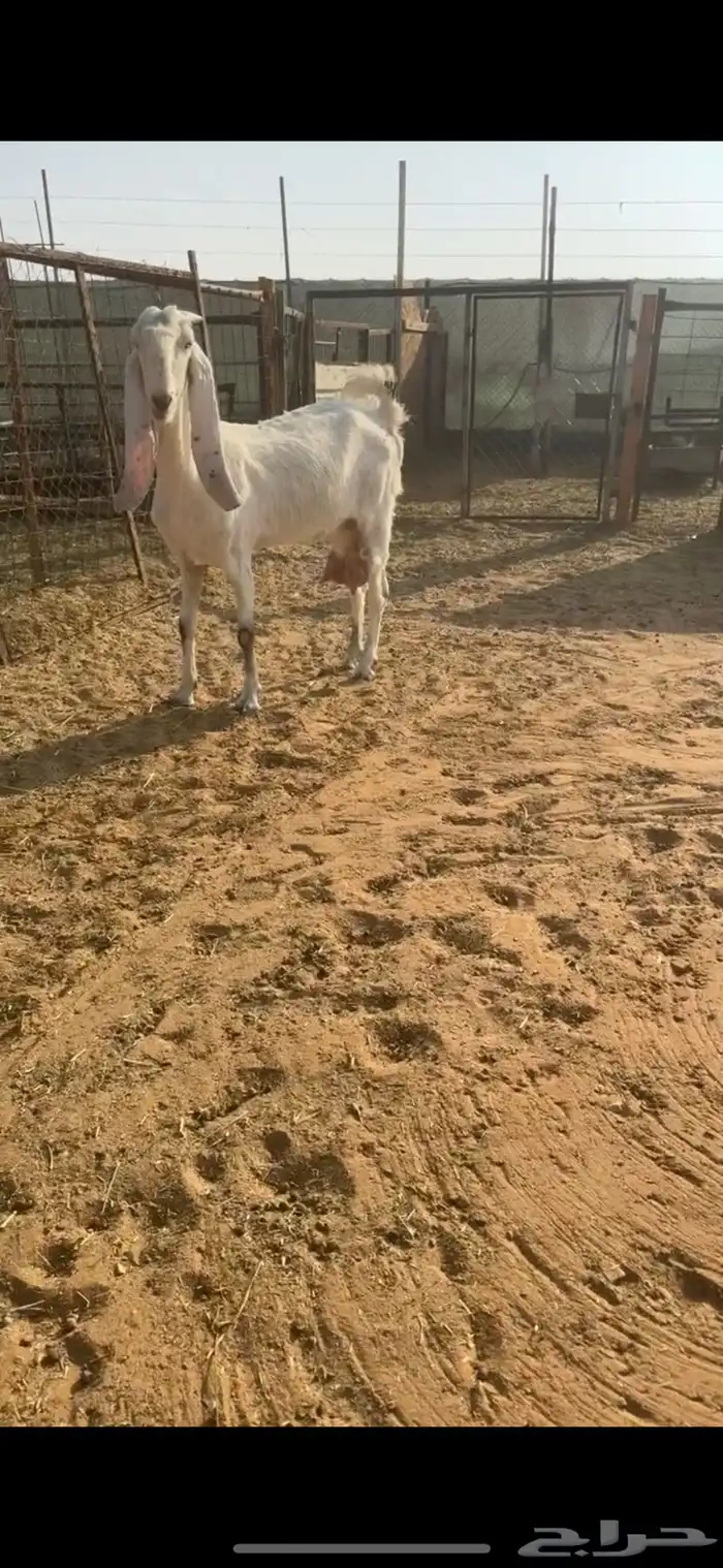 عنز مطوره متبع طيبه جدا جدا 0