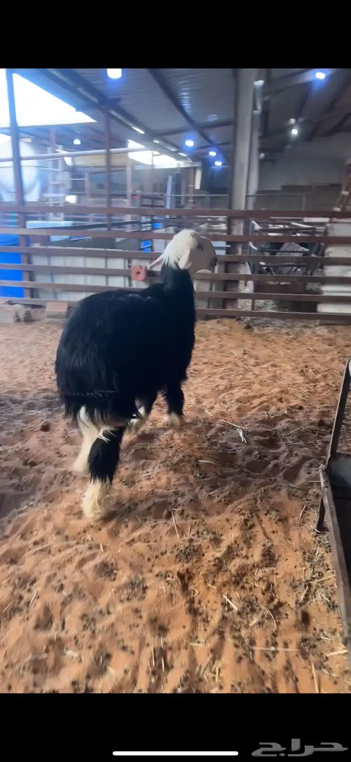 ذبايح حري نعيمي نجدي تيوس عوارض يوجد ذبح توصيل تمارا 31