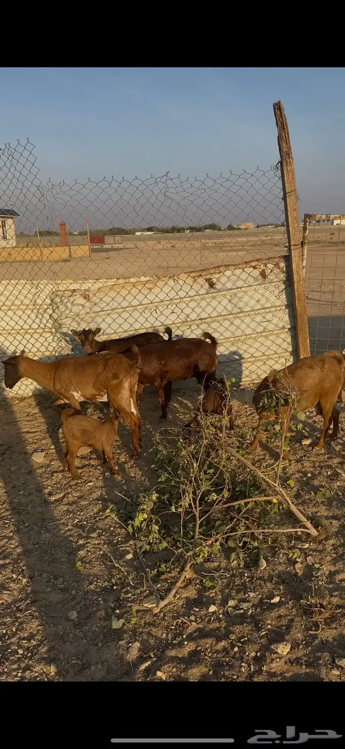 معزا جنوبية متابيع الخرج 4