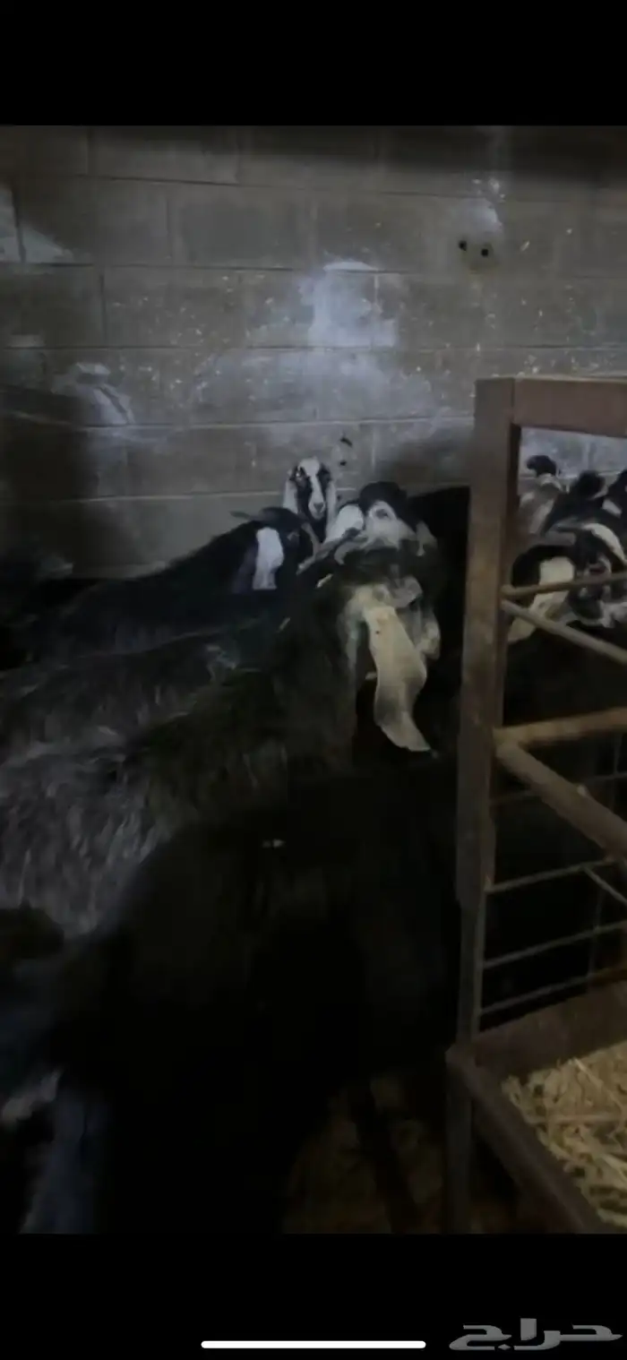 ذبايح حري نعيمي نجدي تيوس عوارض يوجد ذبح توصيل تمارا 38