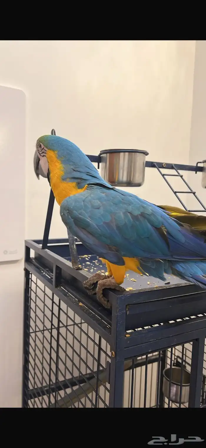 ببغاء مكاو بلو اند قولد اليف هدد للبيع 6