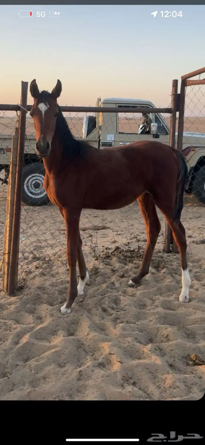 للبيع مهره شعبيه 1