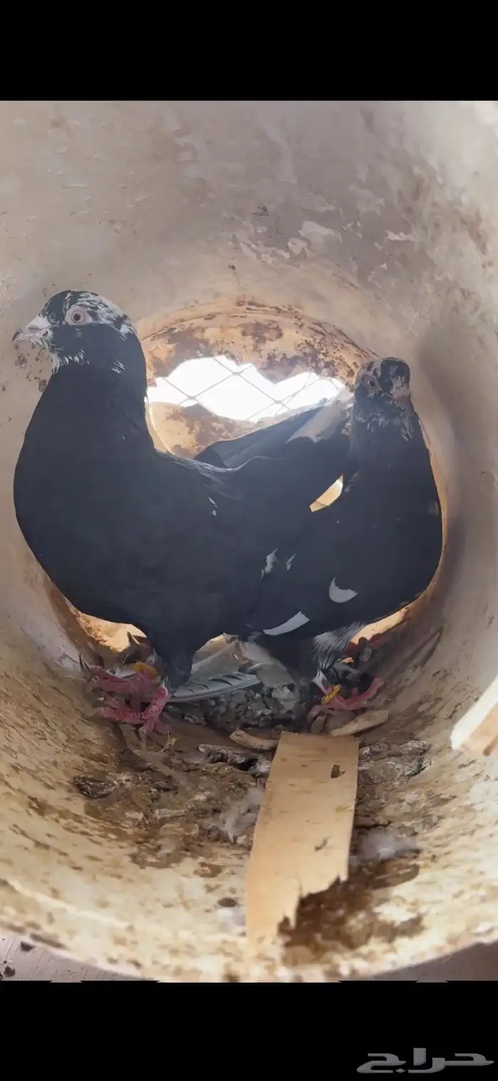 اجواز حمام قطيفي توب التوب 0