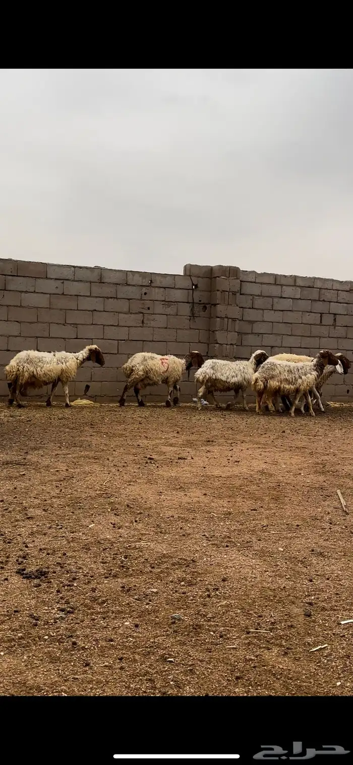 نعيم مقاني 6