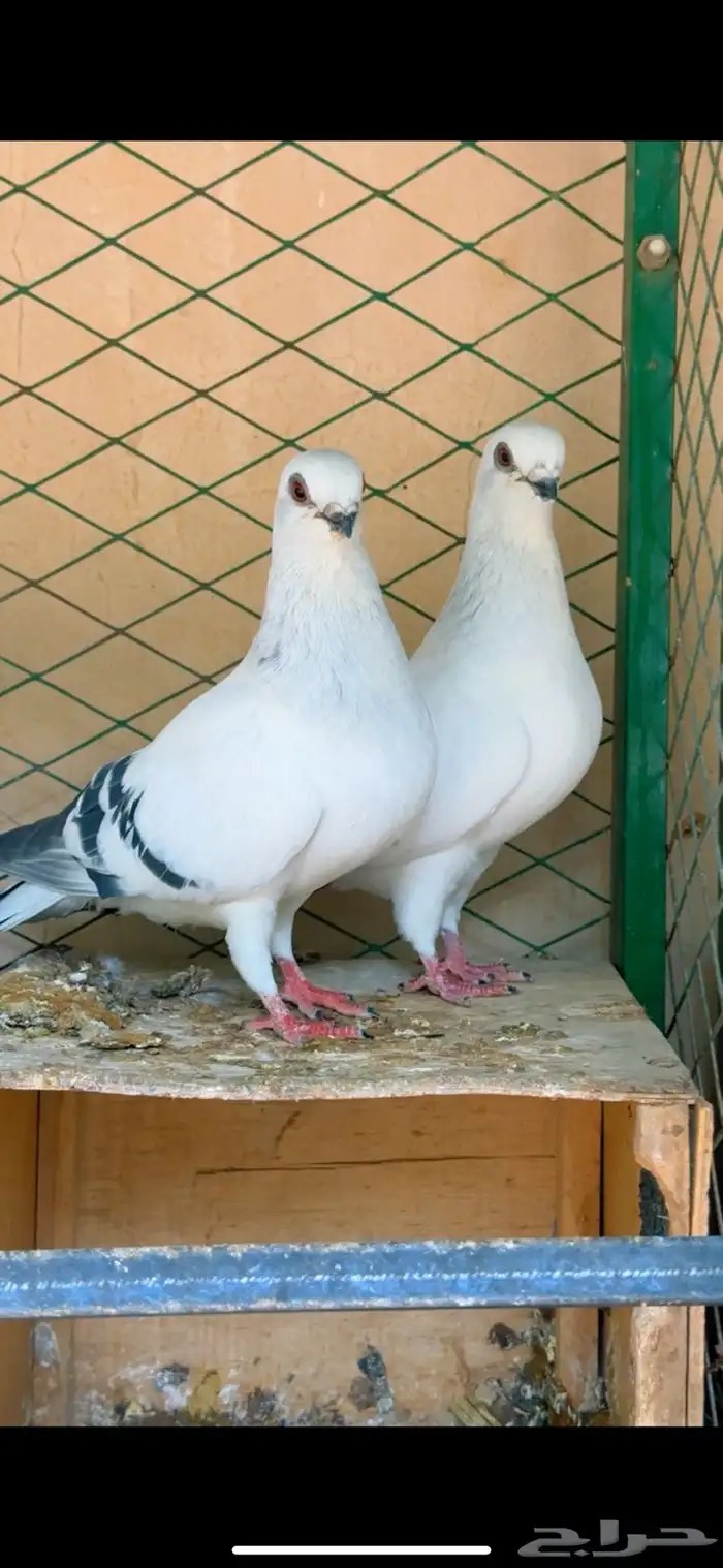 3 ازواج بوز منقار قصير 0