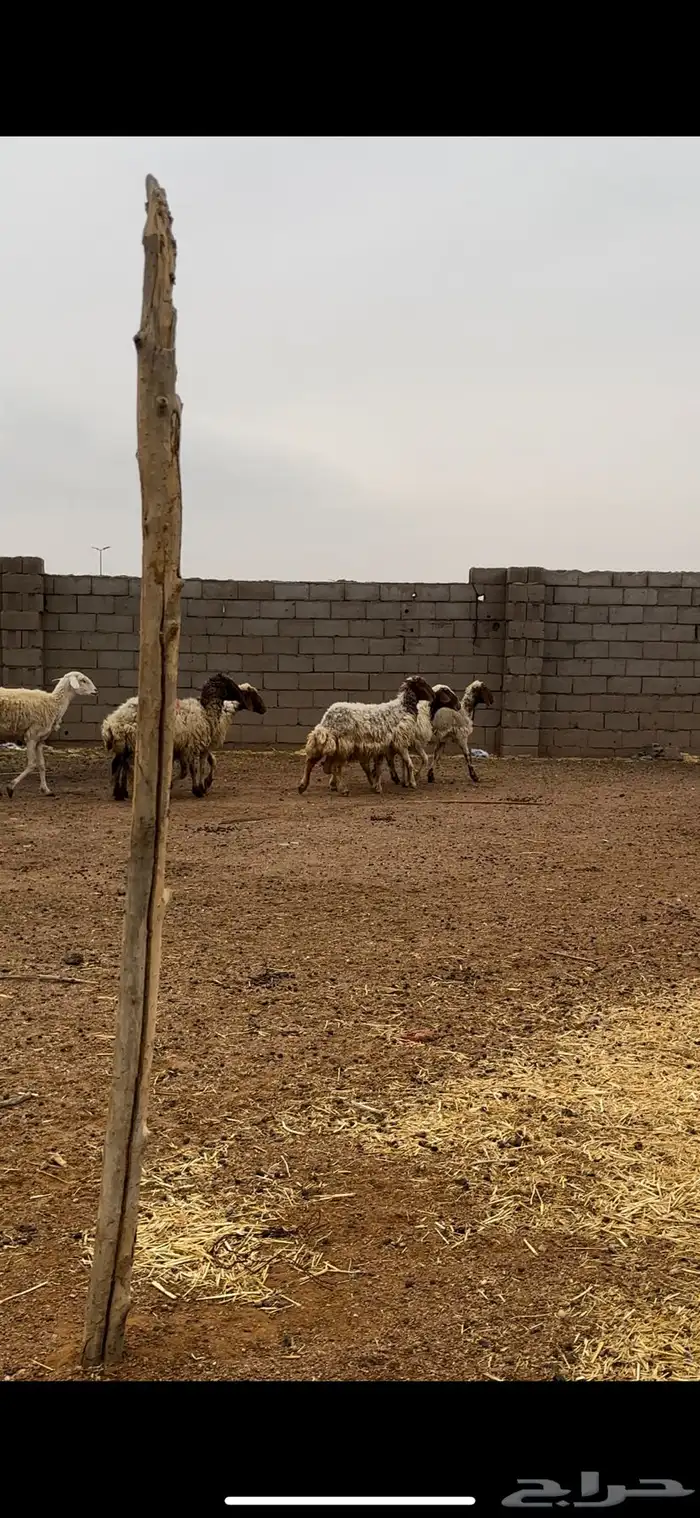 نعيم مقاني 5