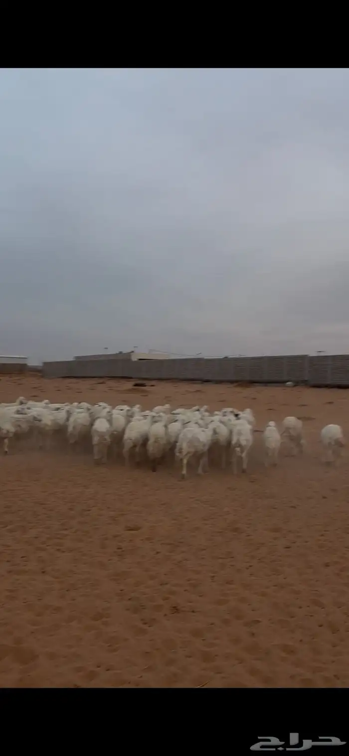 حريات للبيع 7