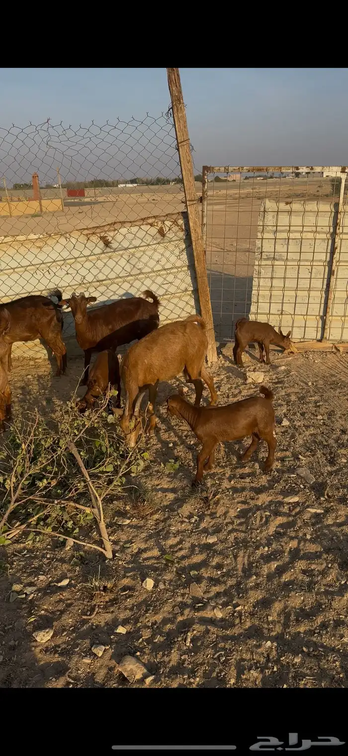 معزا جنوبية متابيع الخرج 3