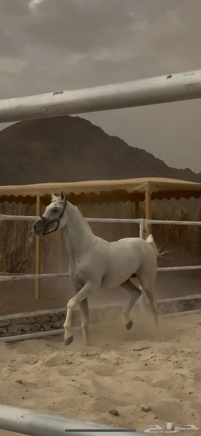 حصان معسوف 2