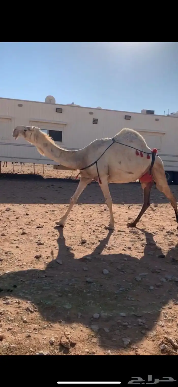 مطلوب ذود للبيع 0