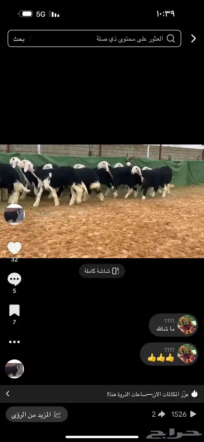 عرض بيع رخال نجد العداد 20 0