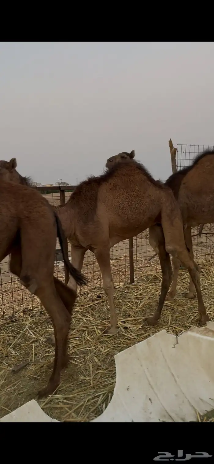 العدد 7 والبيع سمح 7