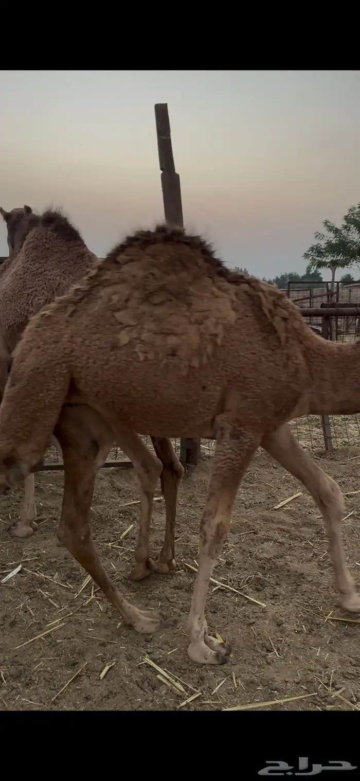 العدد 7 والبيع سمح 3