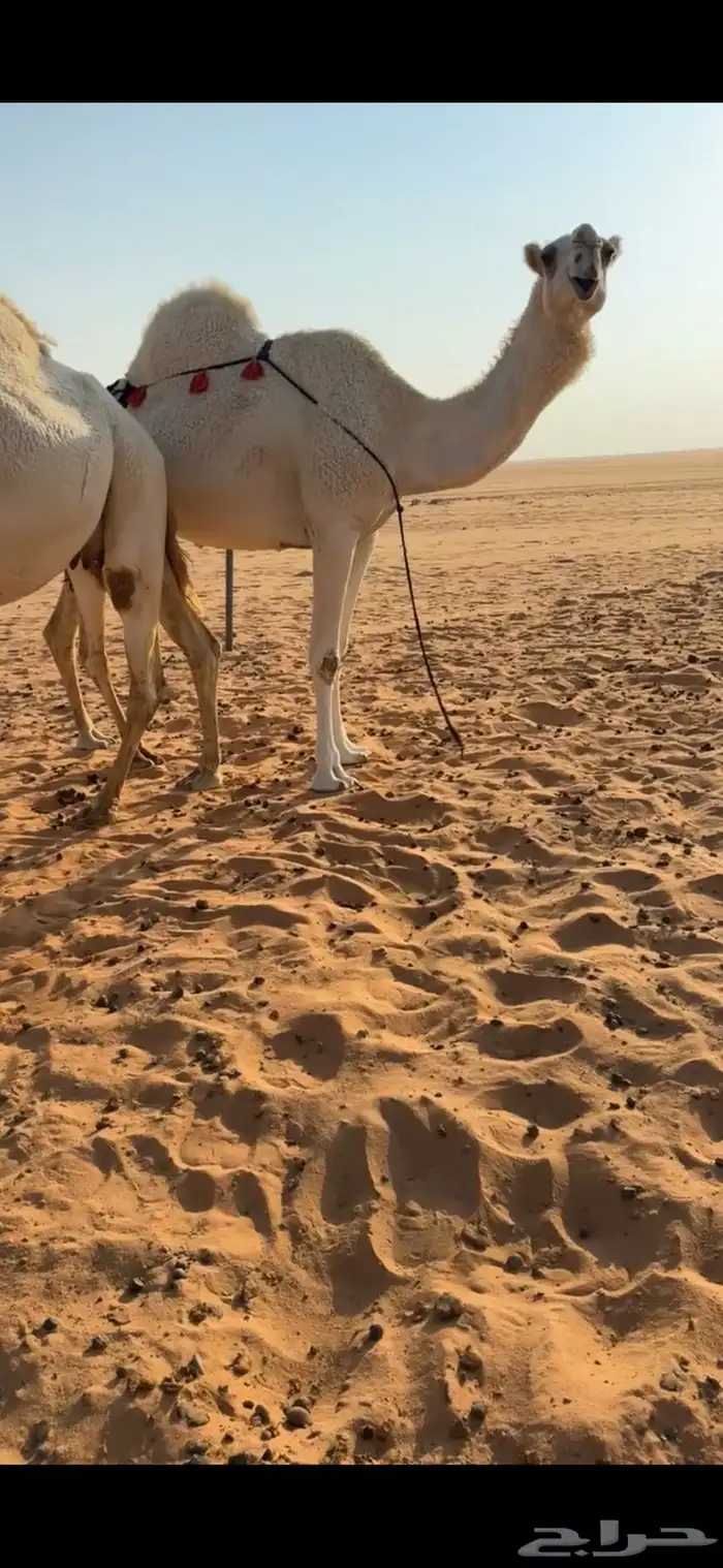 ناقه ضروبه شرط 0