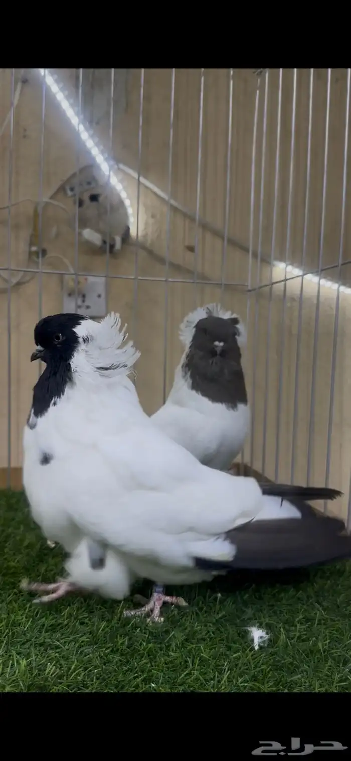 جوز سوداني امريكي 0