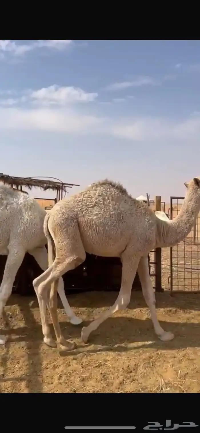 قعدان اثنين عمر 9 شهور طيبات شحم 1