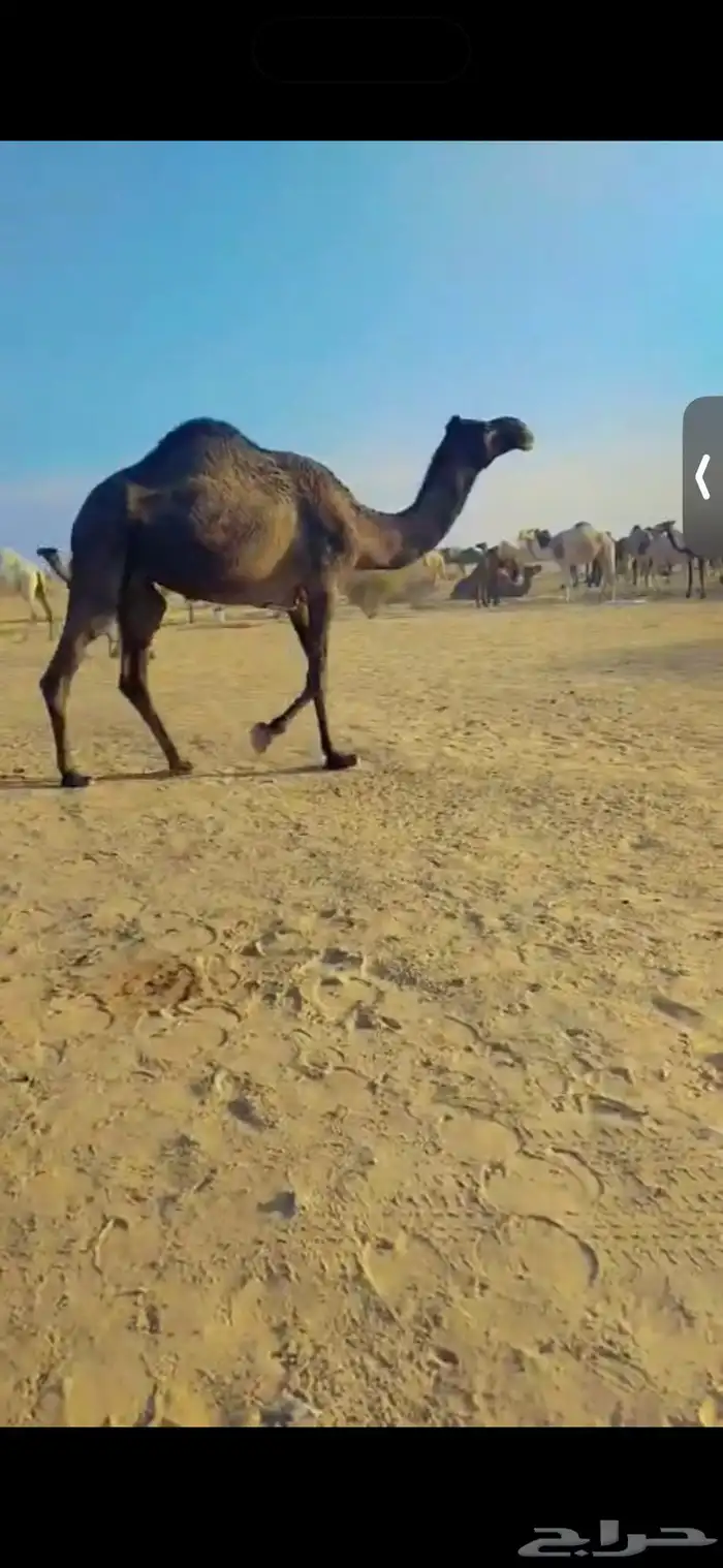 ضرايب للبيع العدد2 امات ثالث تو مبيوع حشوانها 1