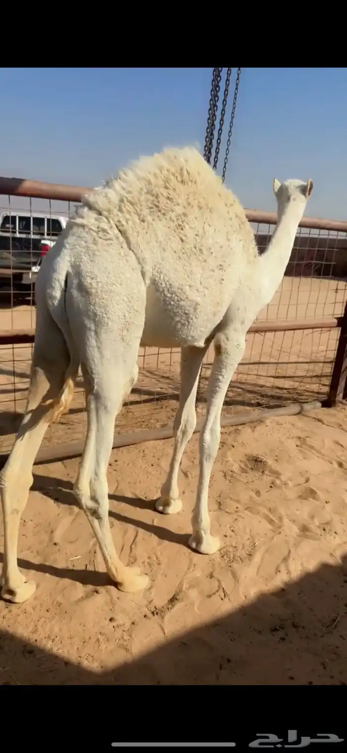 للبيع القعود 0