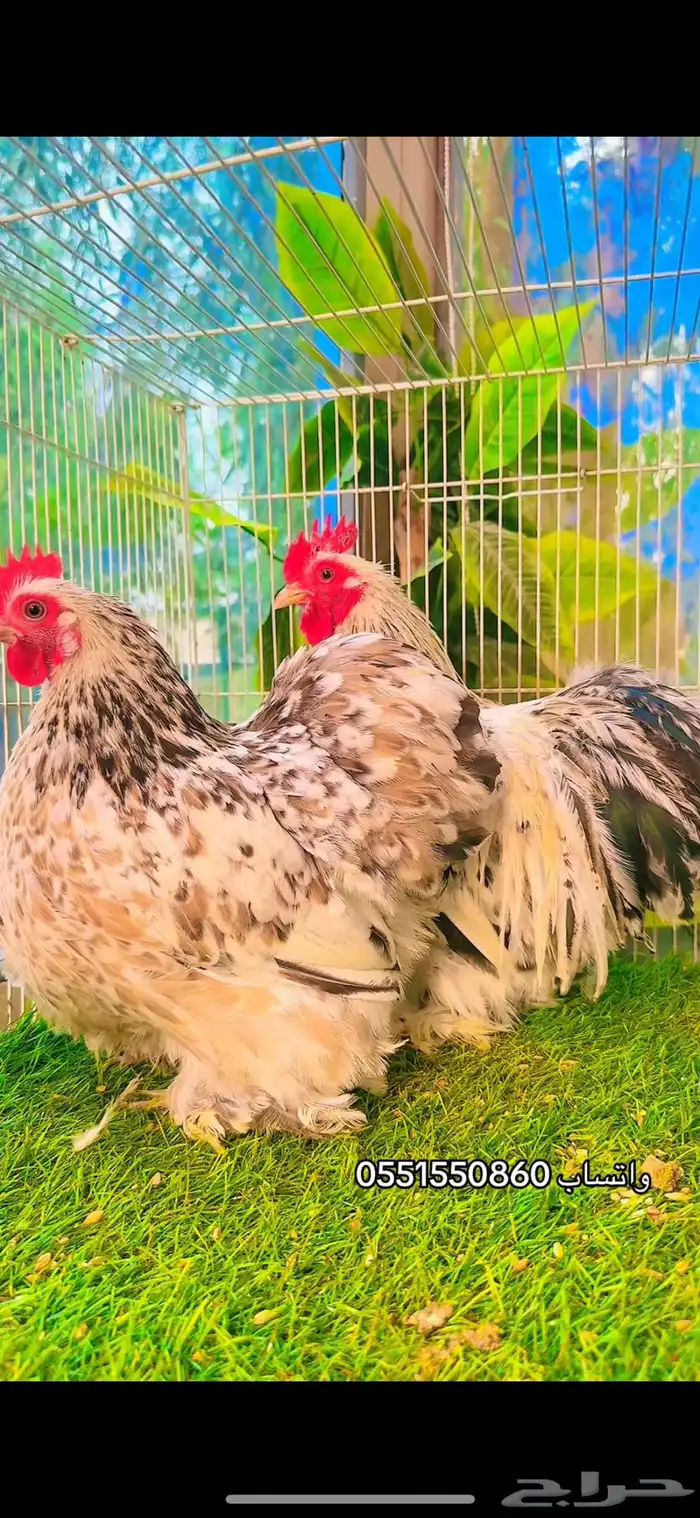 كوشن جوز TOP 0