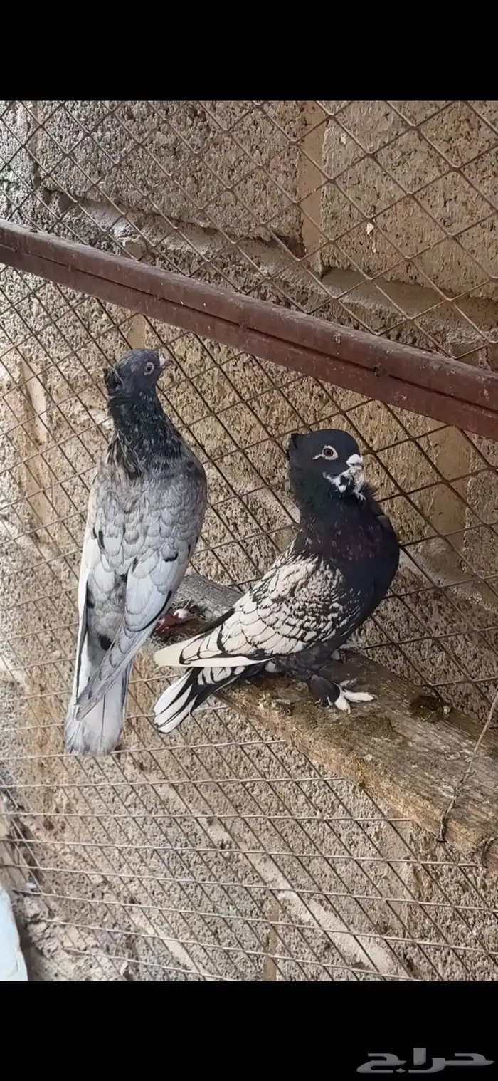 اجواز حمام قطيفي توب التوب 3