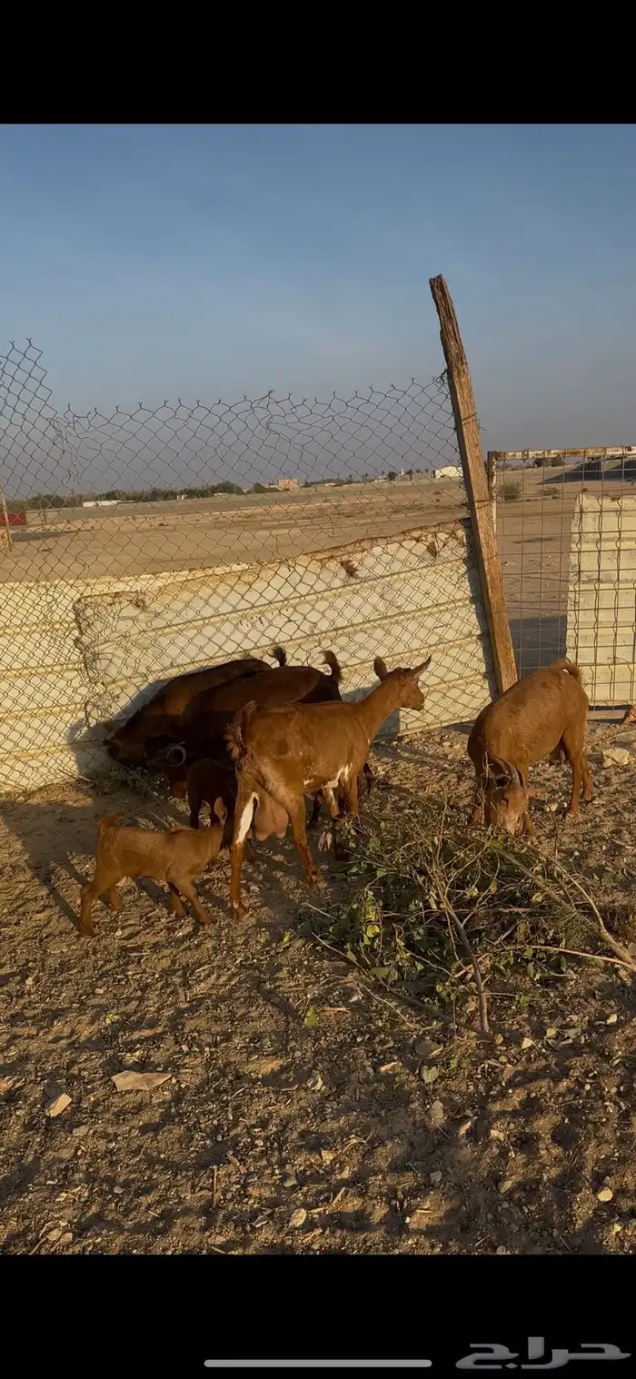 معزا جنوبية متابيع الخرج 2