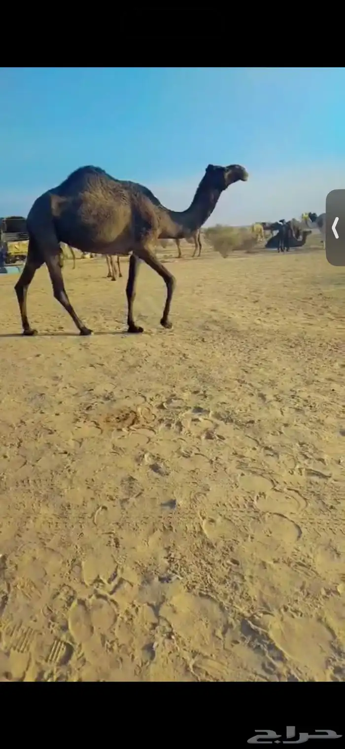 ضرايب للبيع العدد2 امات ثالث تو مبيوع حشوانها 2