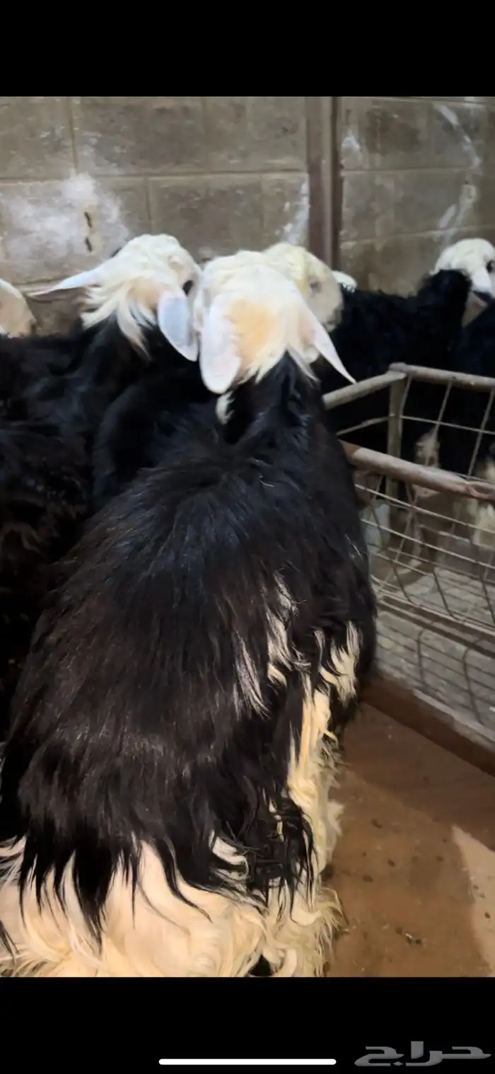 ذبايح حري نعيمي نجدي تيوس عوارض يوجد ذبح توصيل تمارا 33