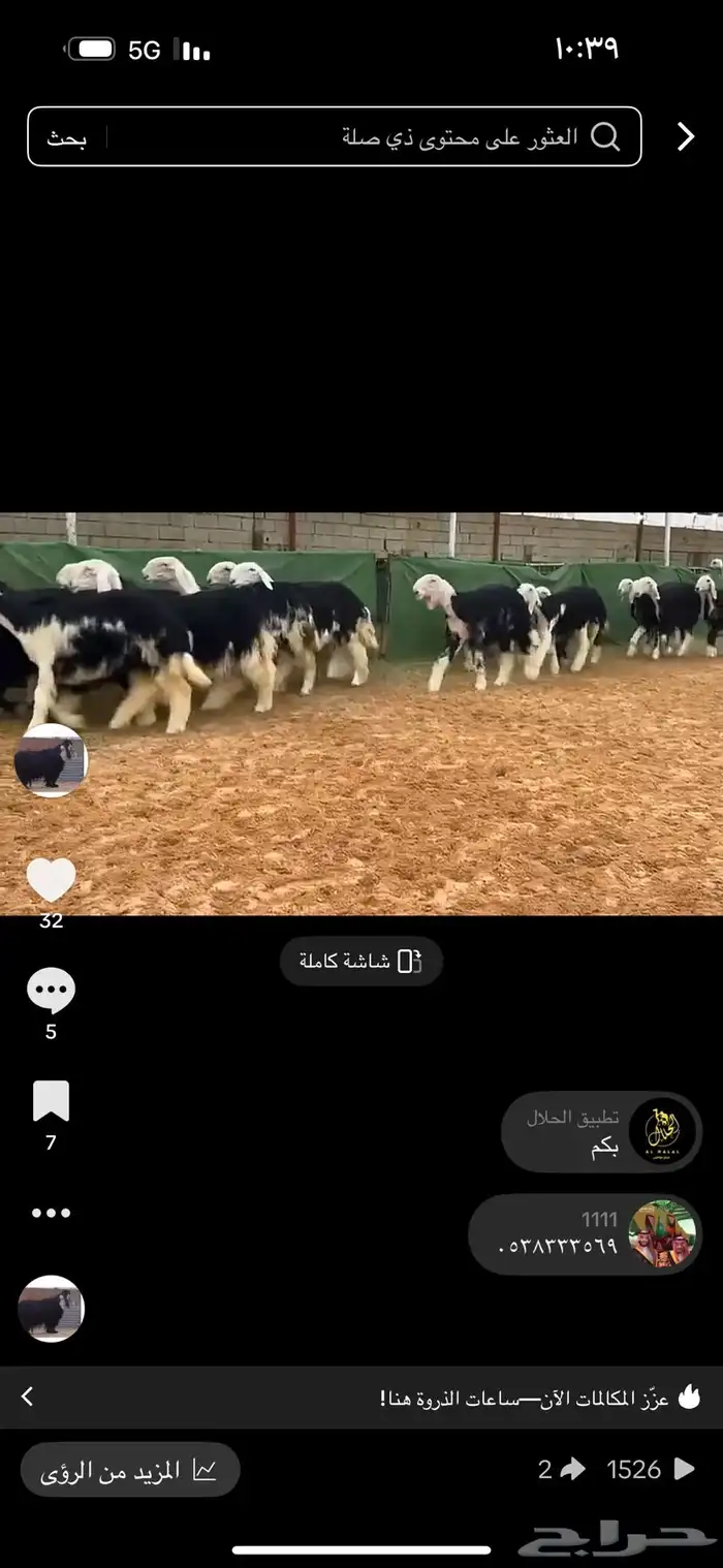 عرض بيع رخال نجد العداد 20 2