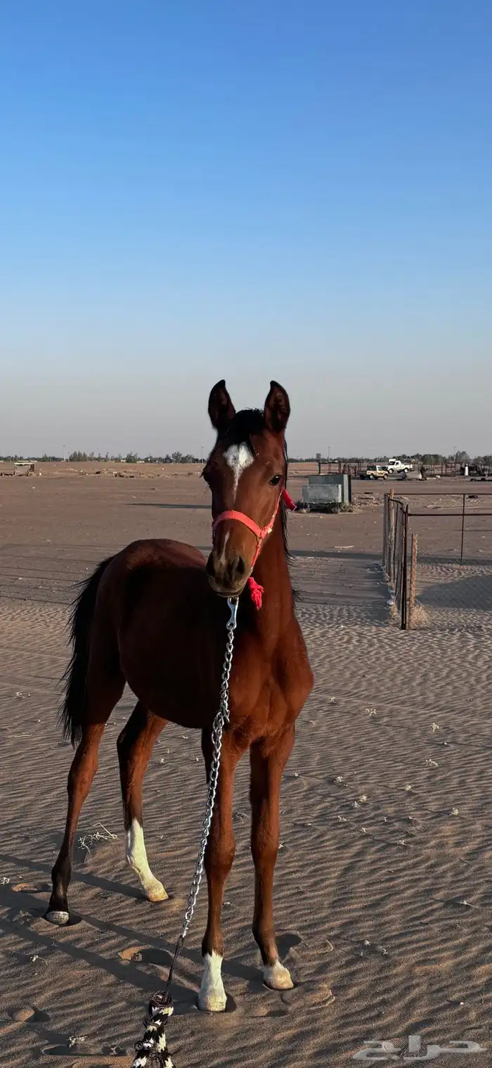 للبيع مهره شعبيه 0