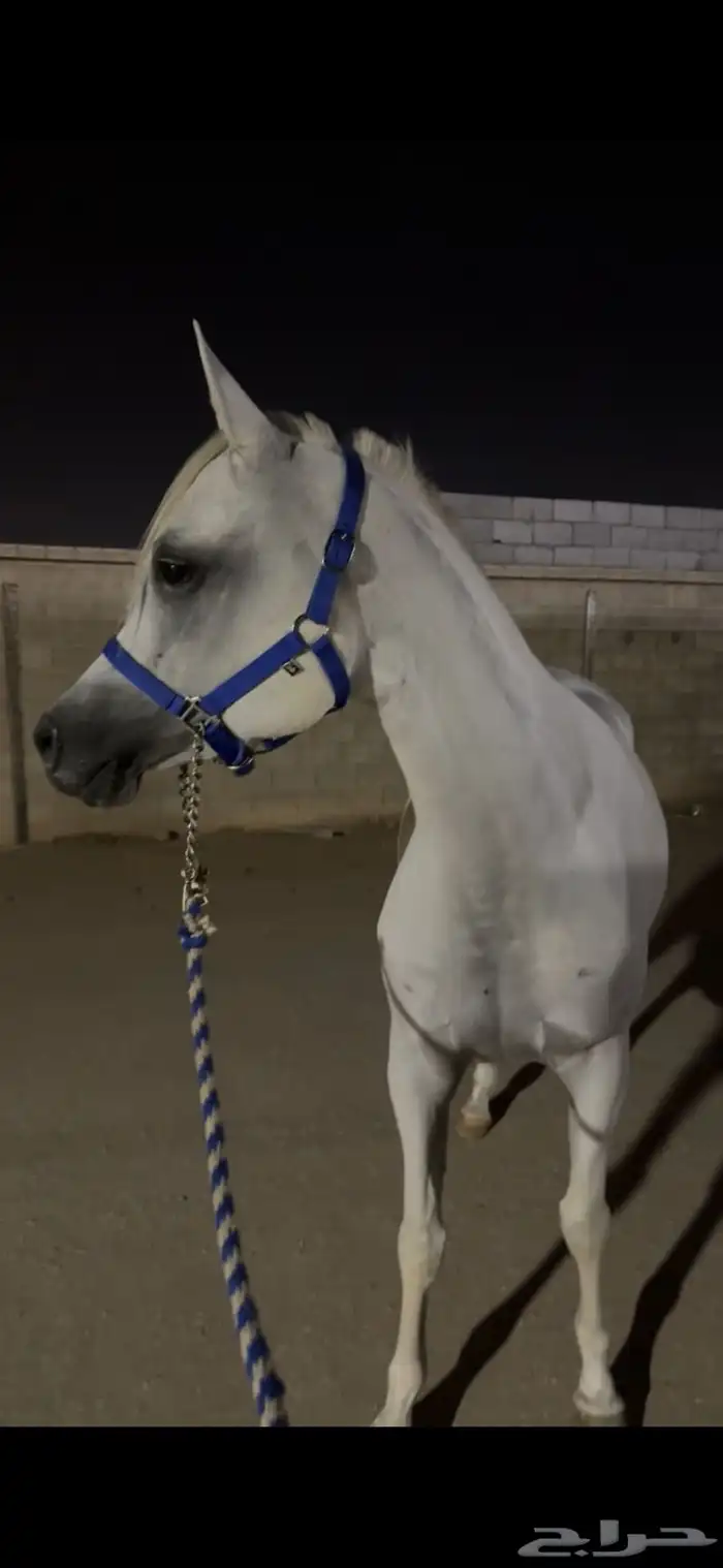 فرس منتجة ابطال 0