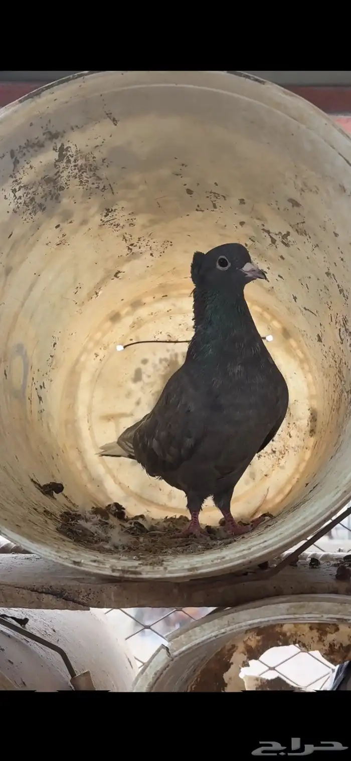 اجواز حمام قطيفي توب التوب 2