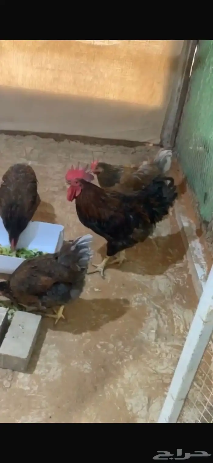 ديوك للبيع لوهمان ايزابراون 3