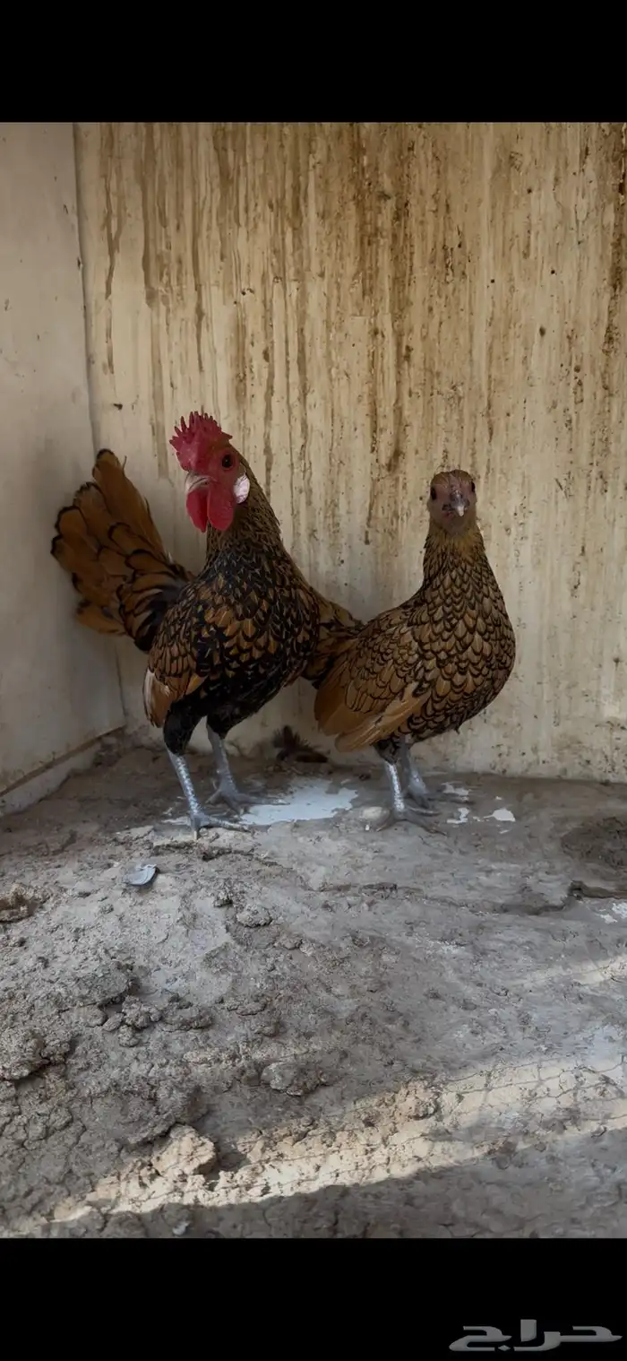 للبيع جوز دجاج سبرايت 5