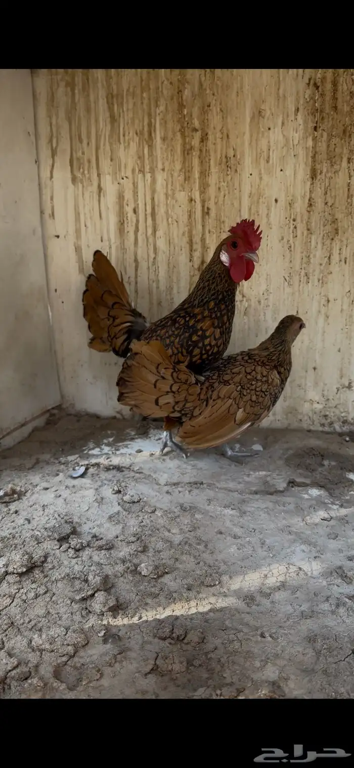 للبيع جوز دجاج سبرايت 3