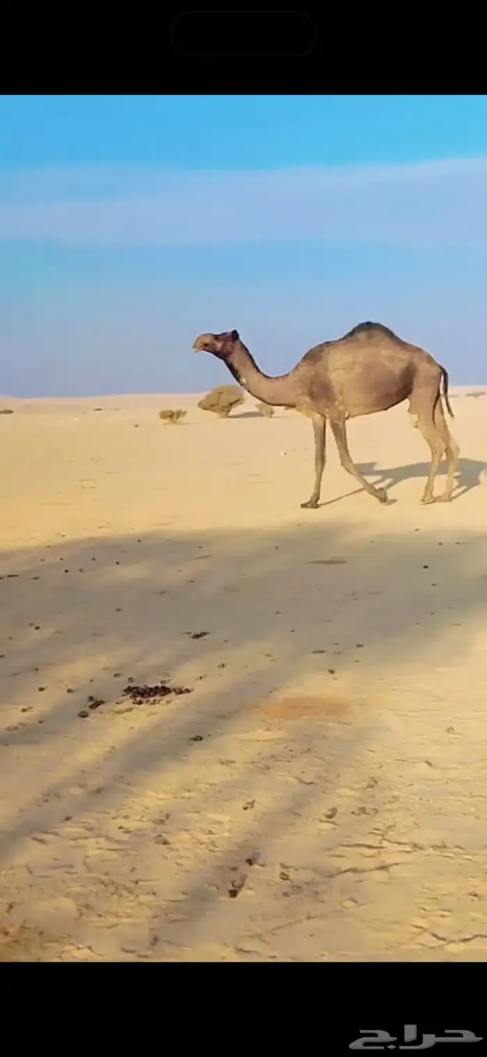 ضرايب للبيع العدد2 امات ثالث تو مبيوع حشوانها 5