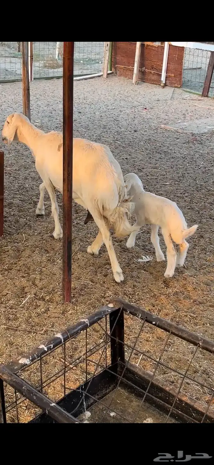 نعجه حريه معها طلي 2