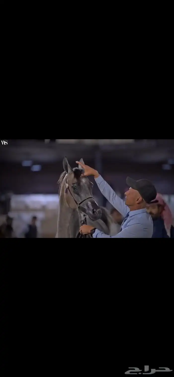 فرس منتجة ابطال 2