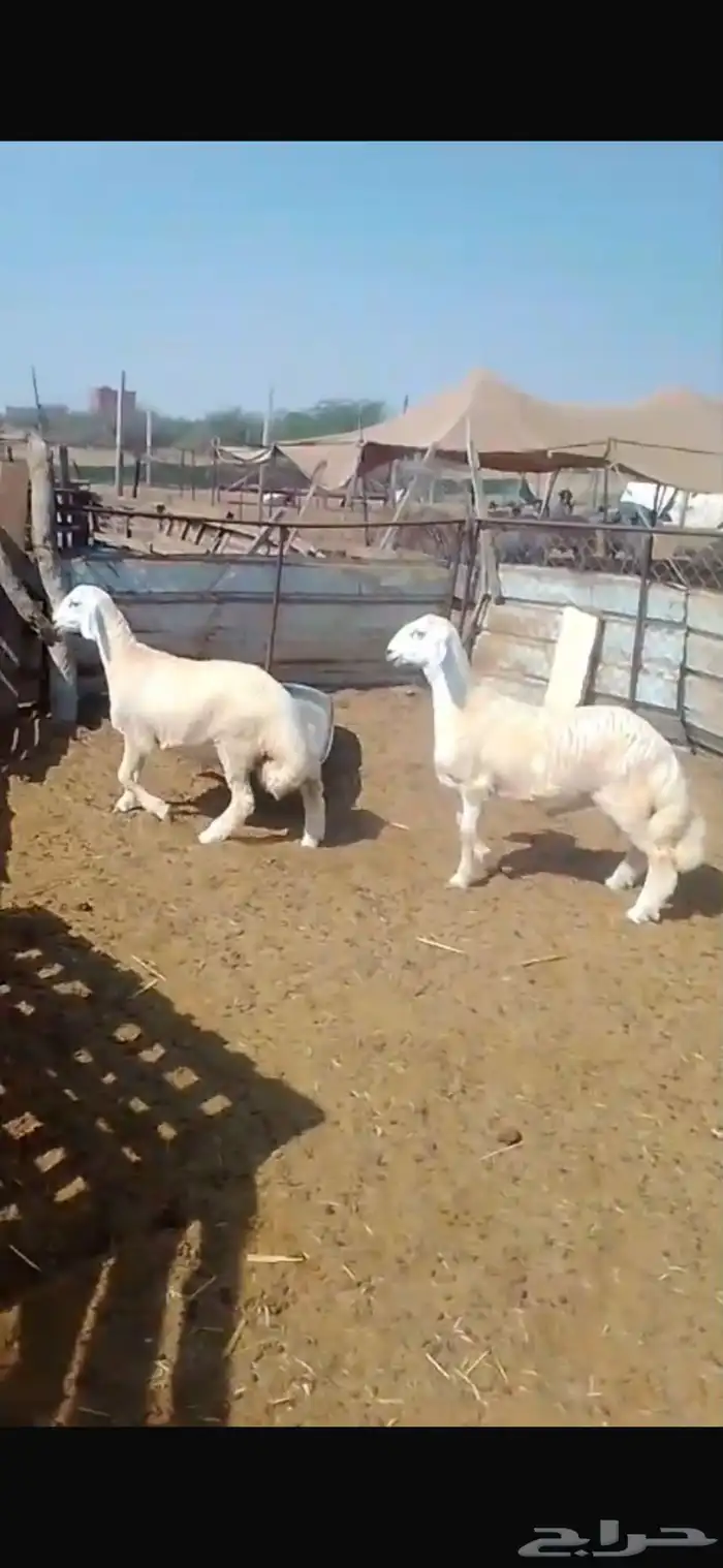 طليان حري دم صافي مشاريع الأعمار تقريبآ أربع شهور ونصف 2