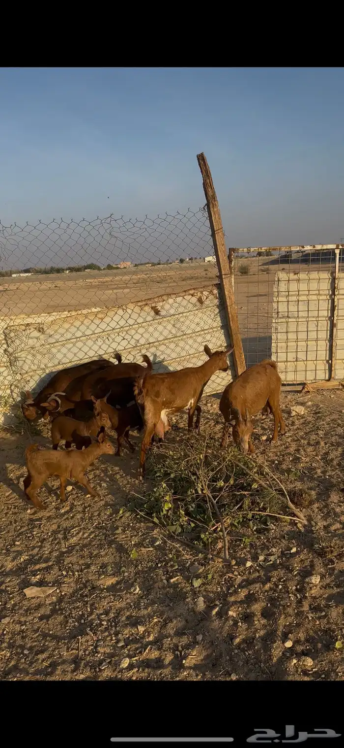 معزا جنوبية متابيع الخرج 1