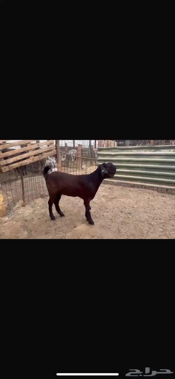 جفار سوريه 1