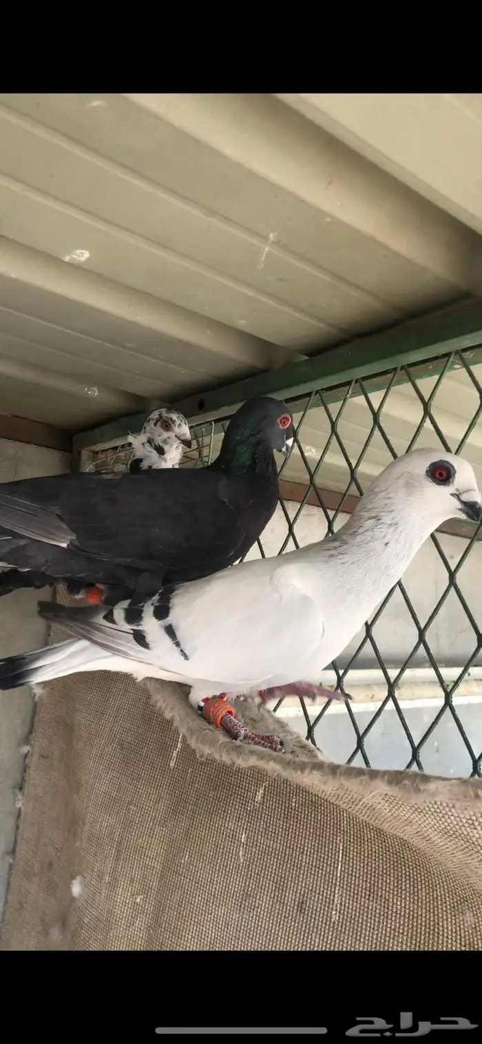 حمام كش للبيع 7