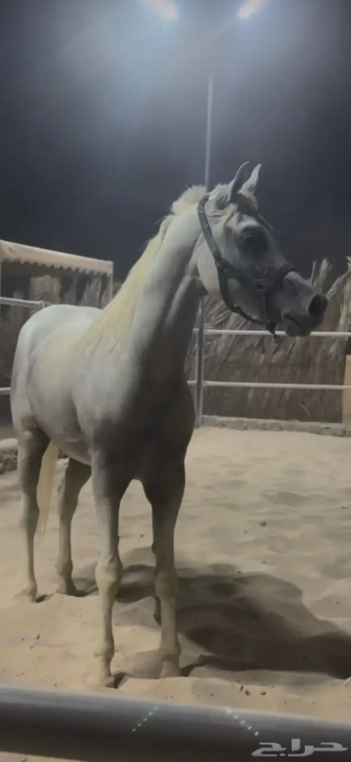 حصان معسوف 1